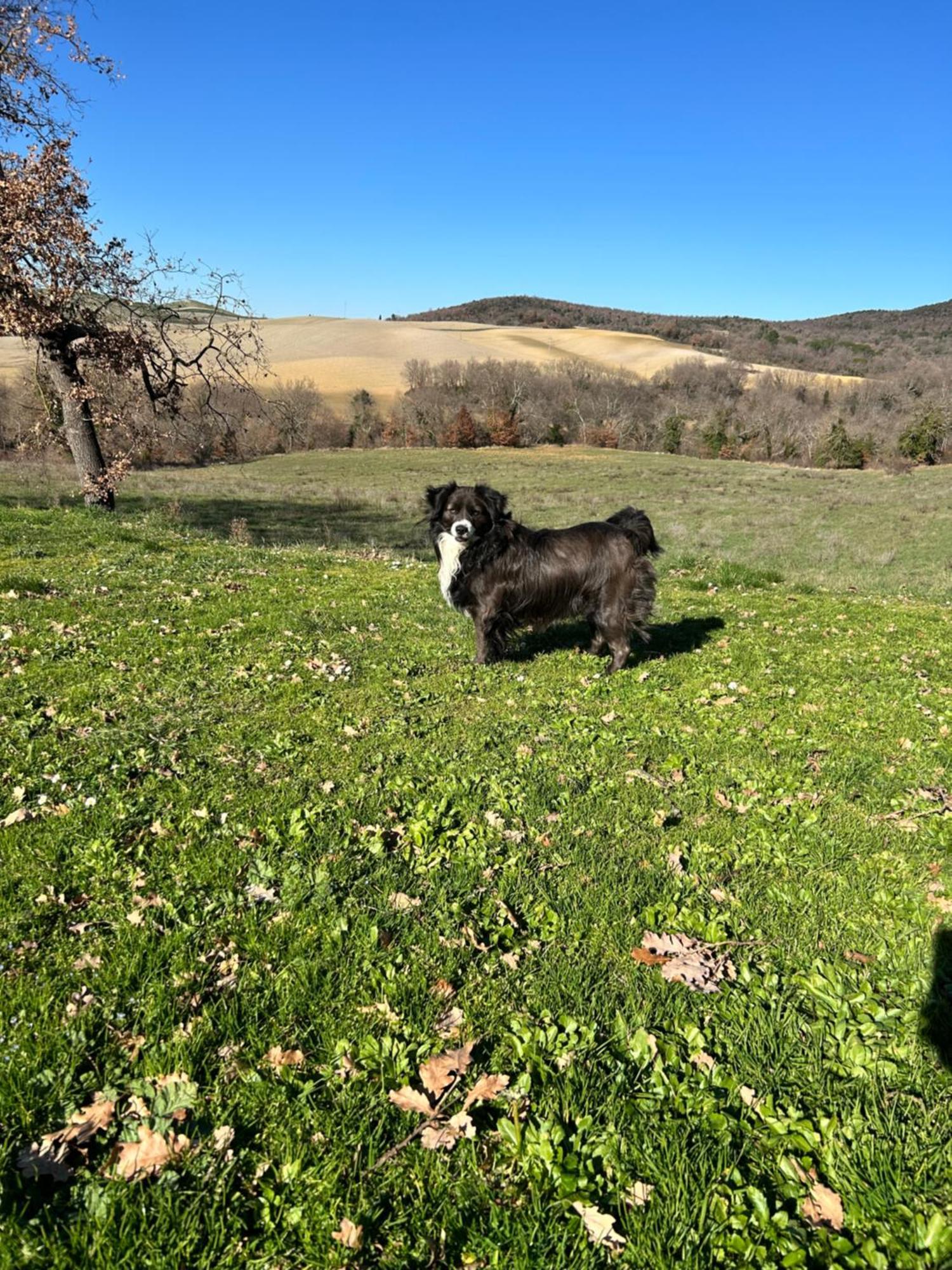 Agriturismo Bagnolo Pienza Eksteriør billede